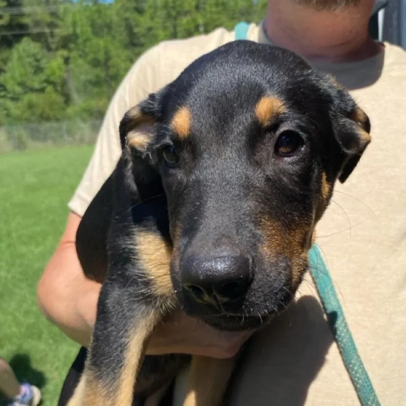 A baby medium-sized male Black German Shepherd Dog dog named Nothin' but a Good for adoption in Hattiesburg, MS