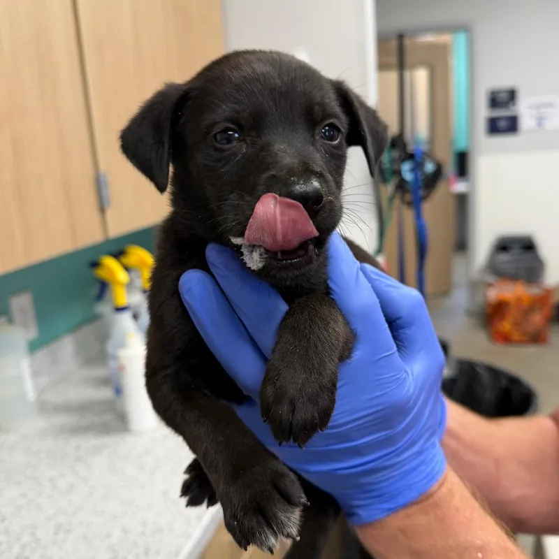 A baby small-sized male Black Terrier dog named Stetson for adoption in Marshall, TX