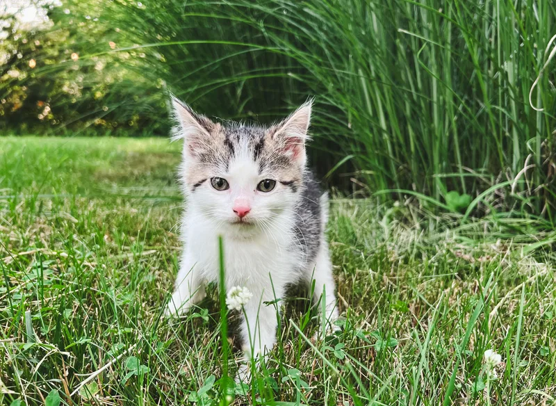 Chive