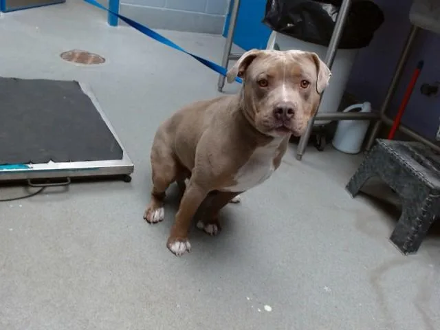 A young large-sized male American Bulldog dog named Kong for adoption in Albuquerque, NM