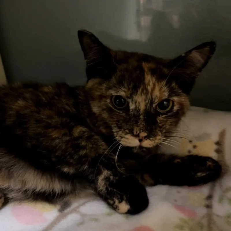 A young small-sized female Tortoiseshell Domestic Short Hair cat named Cricket for adoption in Las Vegas, NV
