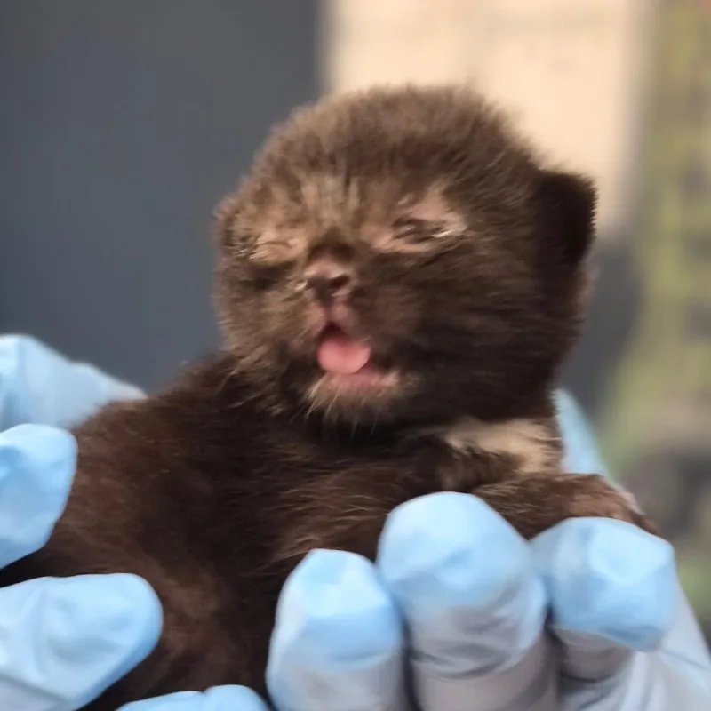 A baby small-sized female Black Domestic Short Hair cat named Luna for adoption in Newark, NJ