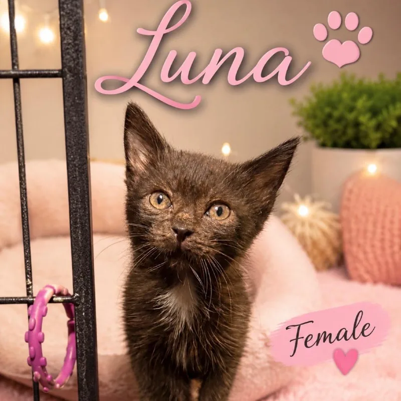 Luna thumbnail 2