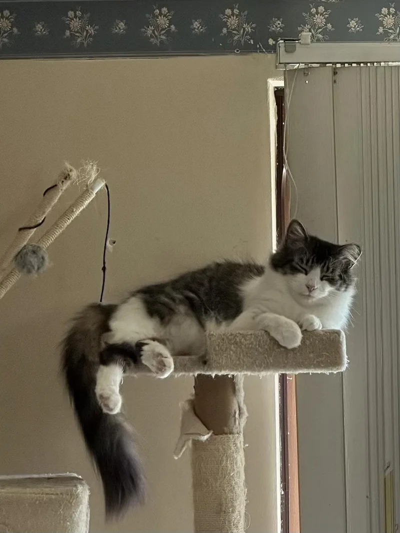 A young medium-sized male Domestic Medium Hair cat named Max And Luna Bonded for adoption in Macedonia, OH