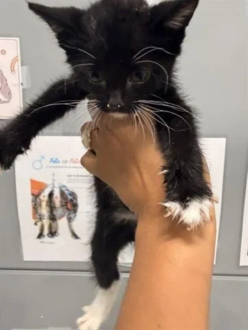 A baby small-sized male Domestic Short Hair cat named Gilbert for adoption in San Martin, CA