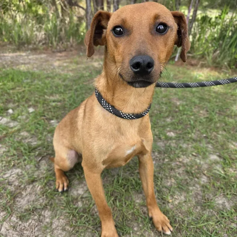 A young small-sized male Brown / Chocolate Dachshund dog named Leo for adoption in Foley, AL