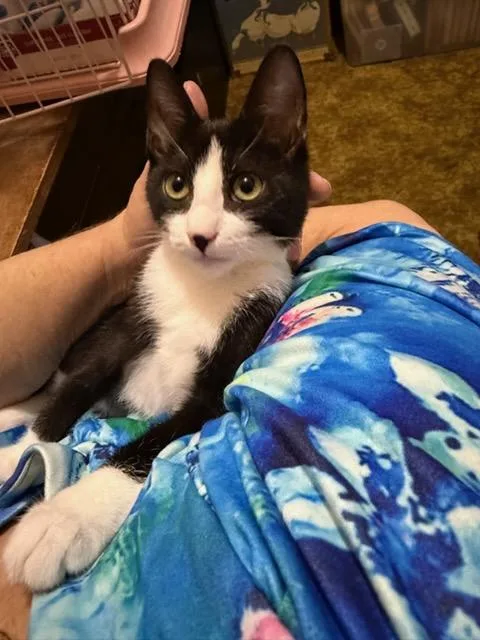 A baby medium-sized female Black & White / Tuxedo Domestic Short Hair cat named Lily Cobb for adoption in Philadelphia, PA