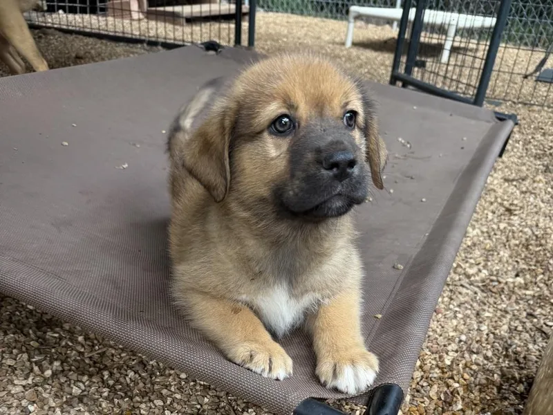 A baby large-sized male Mastiff dog named Creek for adoption in Bolivar, MO