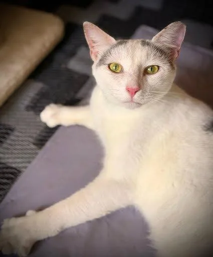 An adult medium-sized male White Domestic Short Hair cat named Finn for adoption in Hilton Head Island, SC