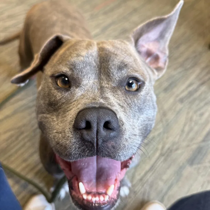 An adult medium-sized female Gray / Blue / Silver Mixed Breed dog named Squish for adoption in Chesapeake, VA