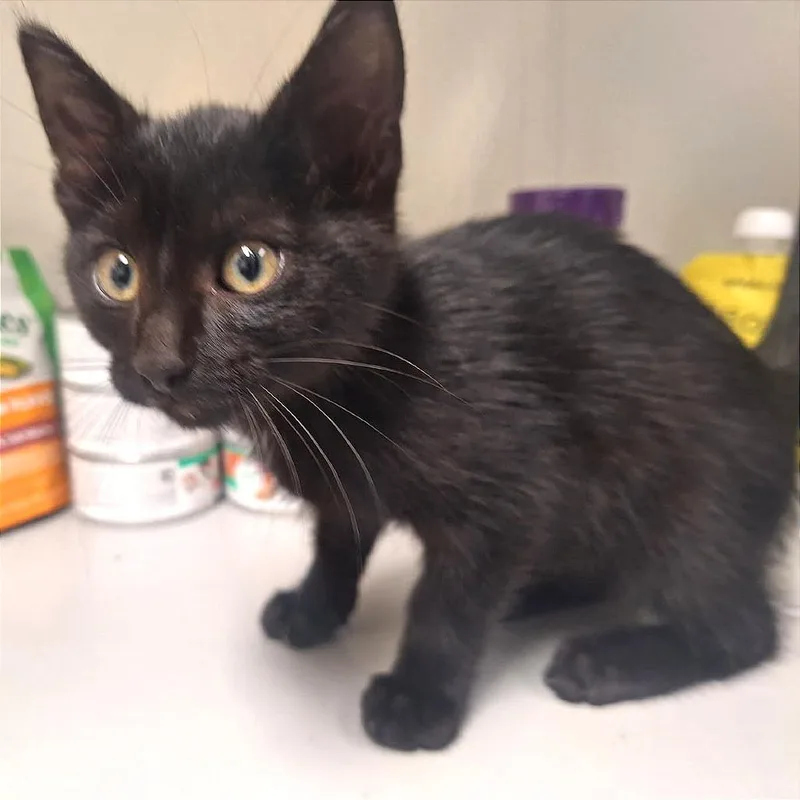A baby small-sized female Black Domestic Short Hair cat named Beatrix for adoption in Albert Lea, MN