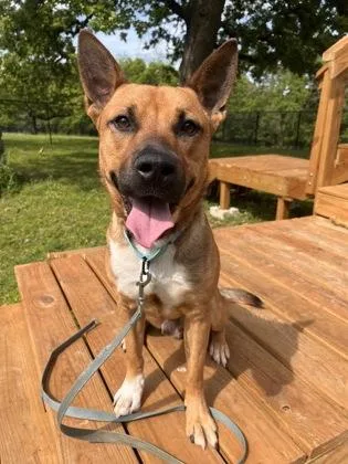 An adult large-sized male Yellow / Tan / Blond / Fawn Mixed Breed dog named Wiley for adoption in Kansas City, MO