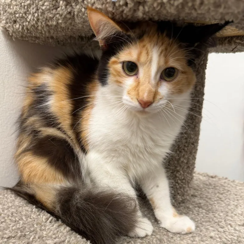 A young small-sized female Calico Domestic Medium Hair cat named Adeline for adoption in Falls Church, VA