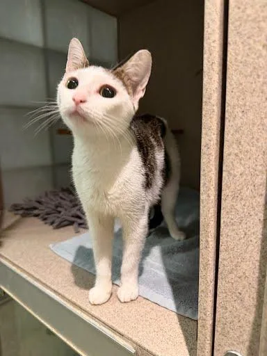 An adult medium-sized female Domestic Short Hair cat named Jess for adoption in Washington, DC