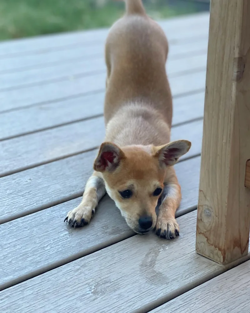 A baby small-sized female Chihuahua dog named Happy for adoption in Frisco, TX