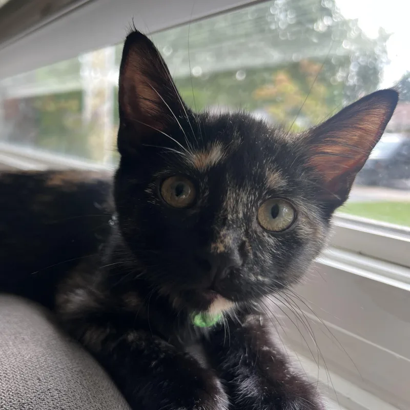 A young medium-sized female Tortoiseshell cat named Churro for adoption in Wheeling, IL