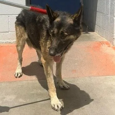 An adult large-sized male Black German Shepherd Dog dog named Banjo for adoption in Hawthorne, CA
