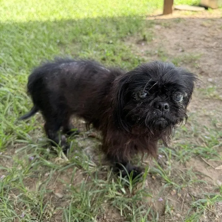An adult small-sized female Black Havanese dog named Capuchin for adoption in Carencro, LA