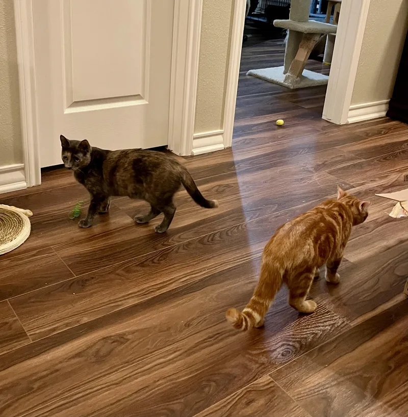 Rusty Cr thumbnail 2