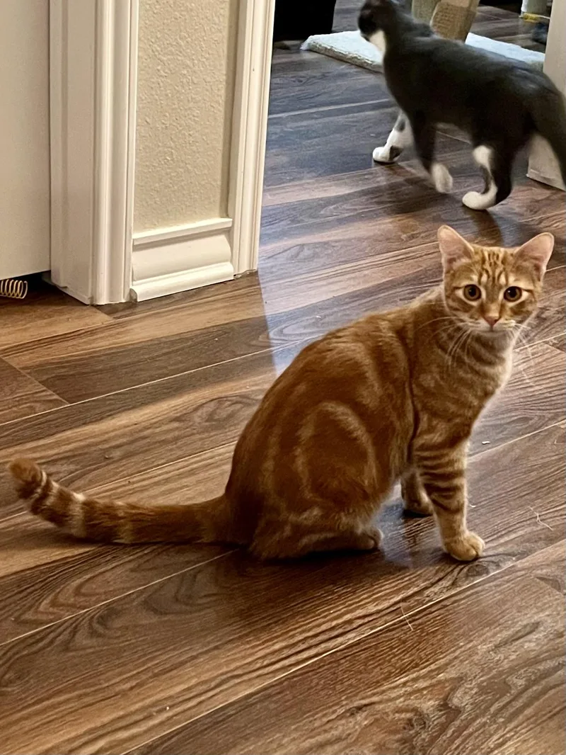 Rusty Cr thumbnail 3