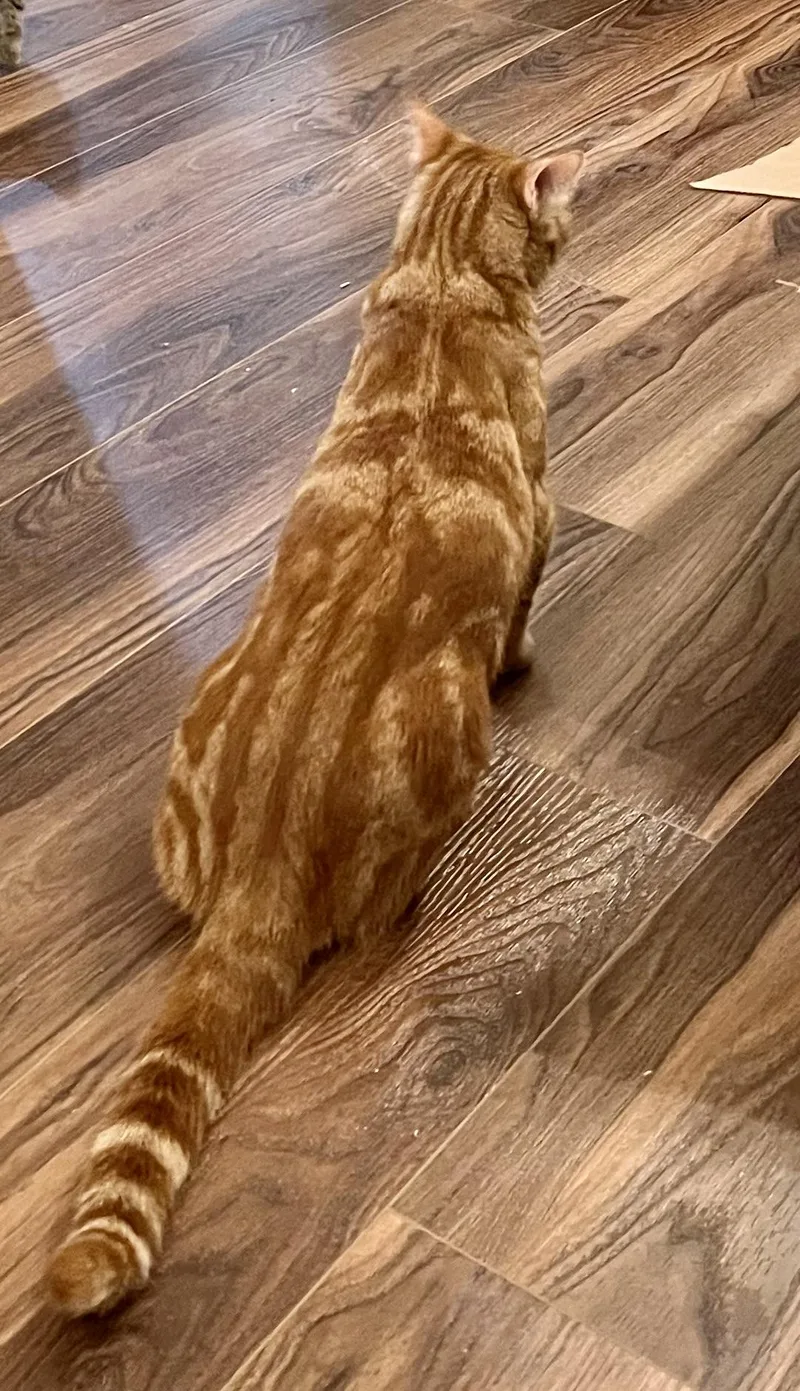 Rusty Cr thumbnail 5