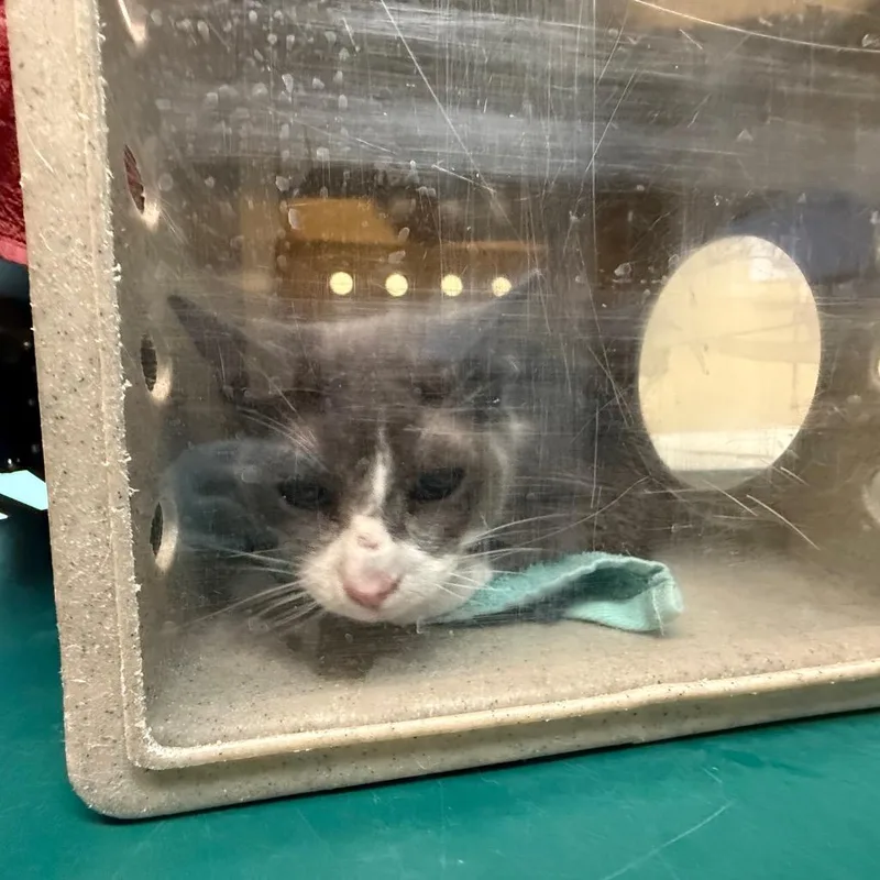 A senior medium-sized female Gray / Blue / Silver Domestic Short Hair cat named Dk for adoption in Pasadena, CA