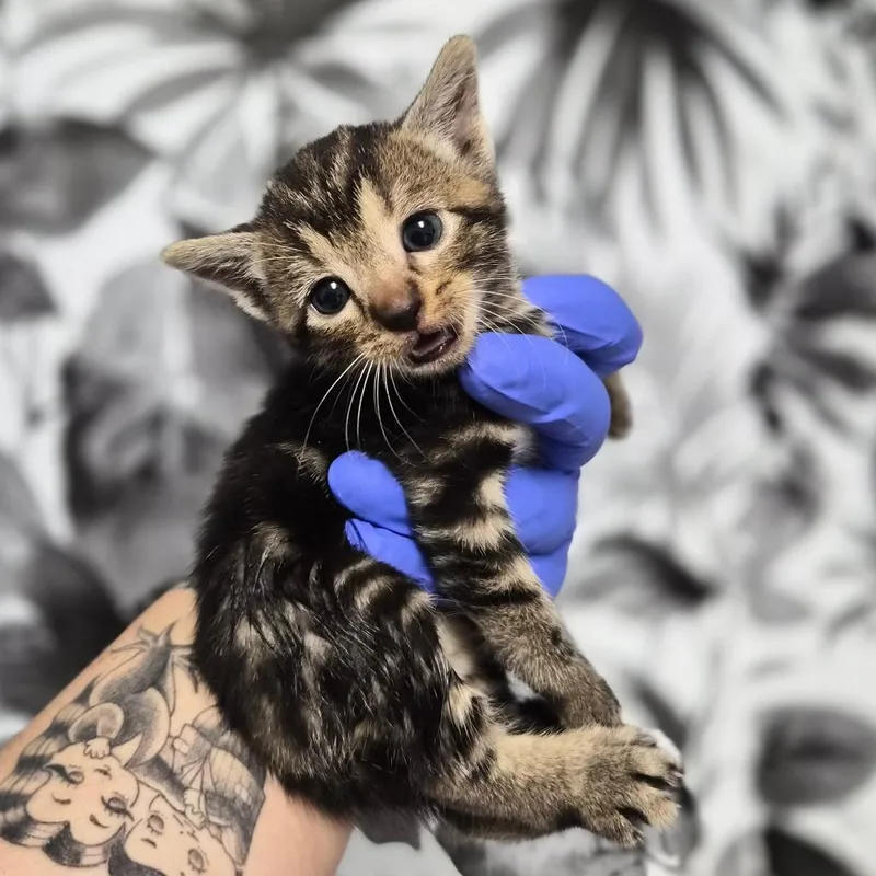 A baby small-sized male Brown / Chocolate Domestic Short Hair cat named Potpie for adoption in Wahiawa, HI