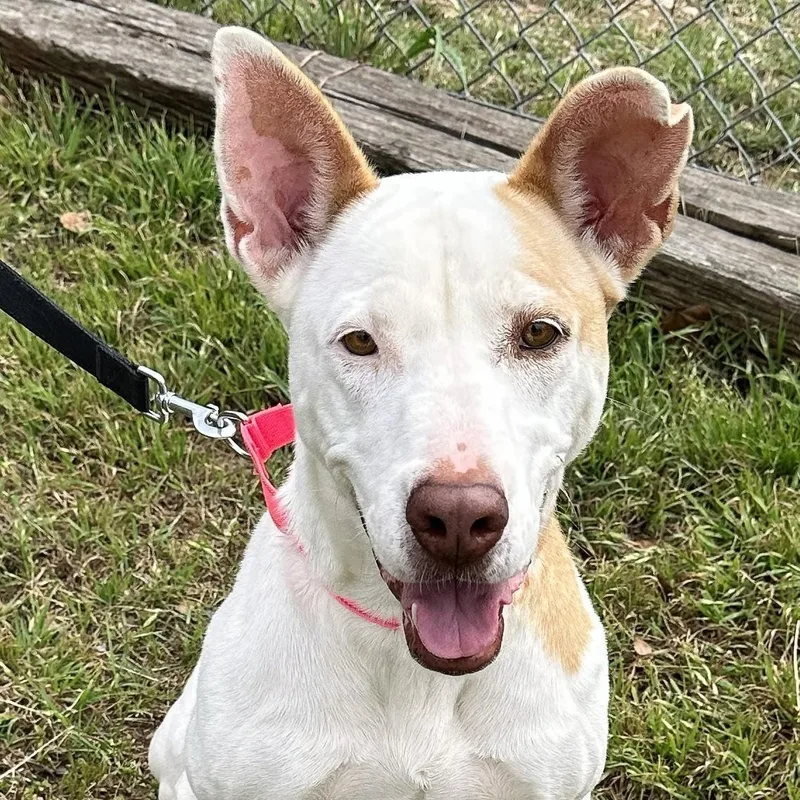 An adult large-sized female White / Cream Mixed Breed dog named Adeline for adoption in Georgetown, TX