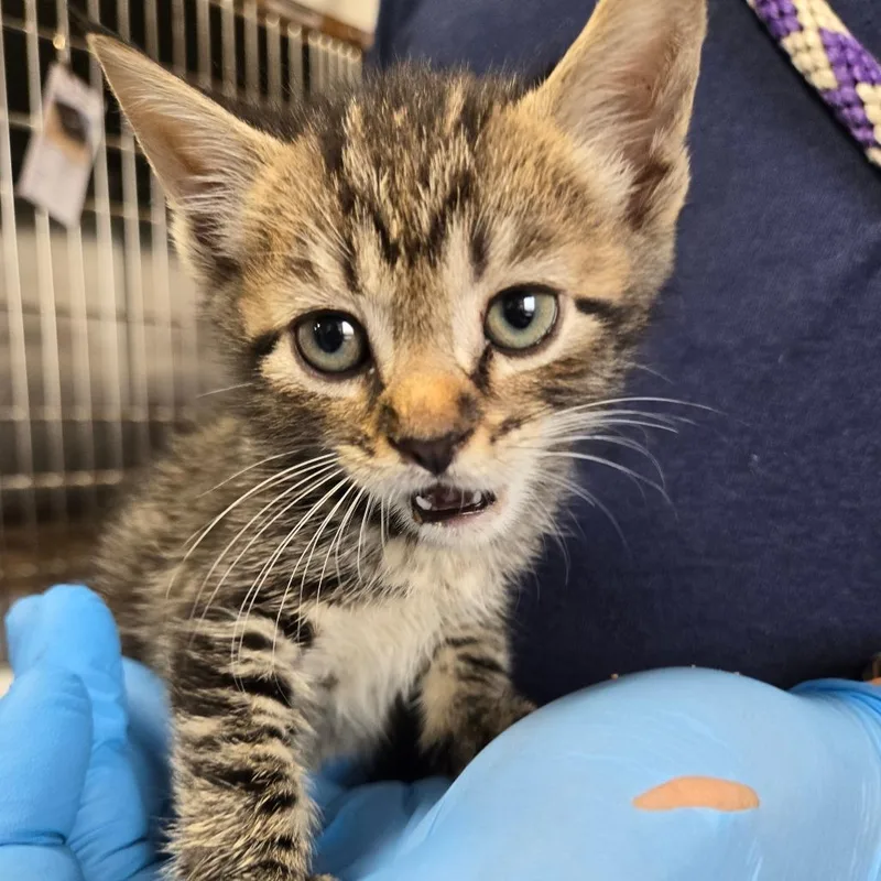 A baby small-sized male Black Domestic Short Hair cat named Allio for adoption in Newark, NJ