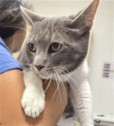 An adult small-sized male Domestic Short Hair cat named Blue for adoption in Camarillo, CA