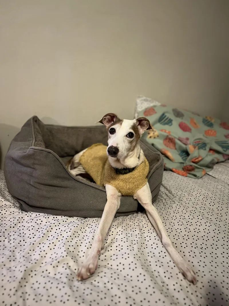 An adult small-sized male Whippet dog named Milo for adoption in Windsor, CO