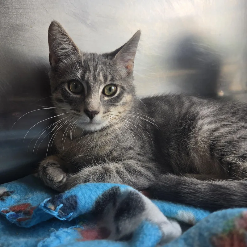 A young medium-sized male Domestic Short Hair cat named Tyler for adoption in Old Bridge, NJ