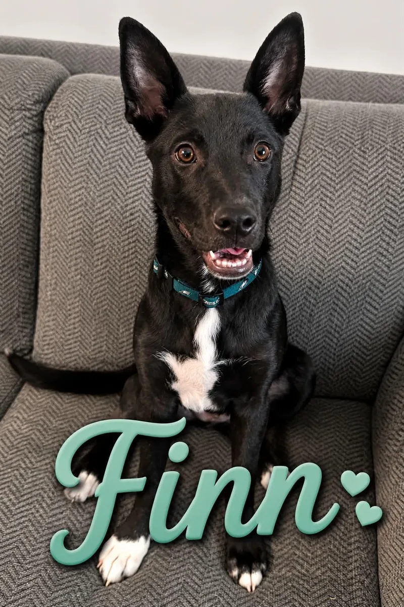 A young medium-sized male Black Shepherd dog named Finn for adoption in Hop Bottom, PA
