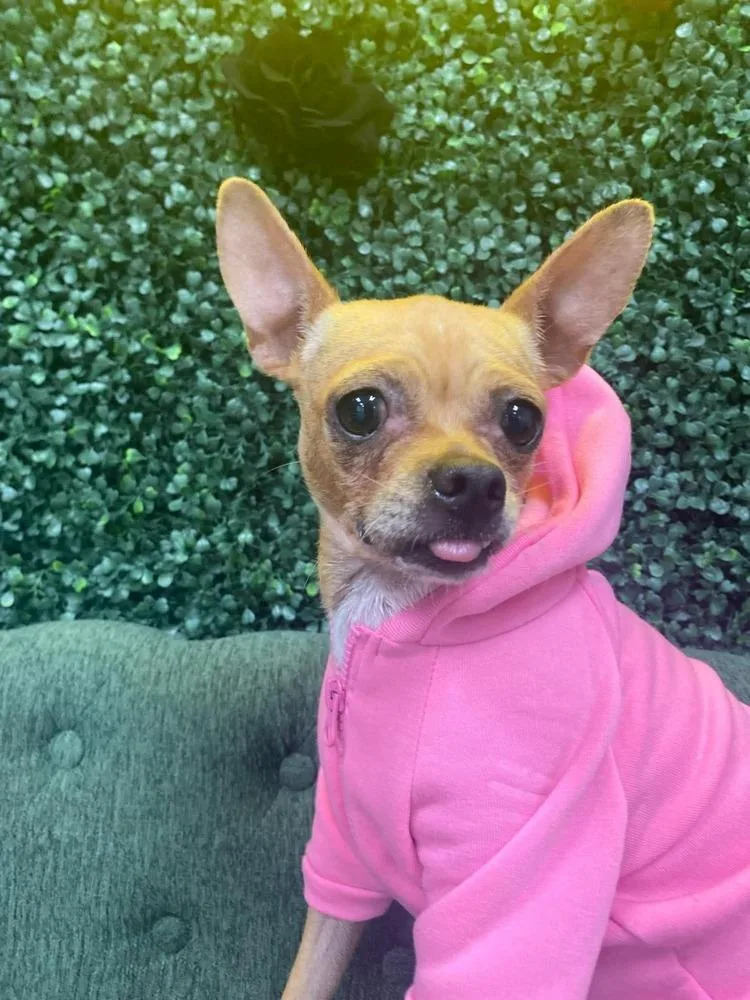 An adult small-sized female Brown / Chocolate Chihuahua dog named Gloria for adoption in Shawnee, OK