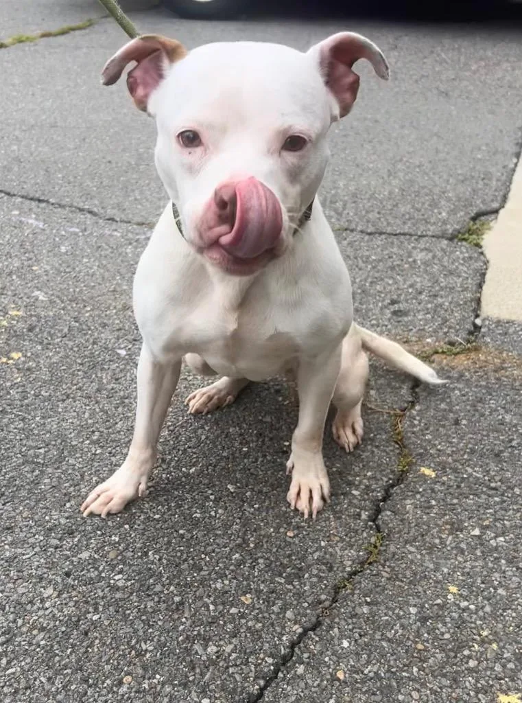 An adult medium-sized female Pit Bull Terrier dog named Alba for adoption in New Manchester, WV