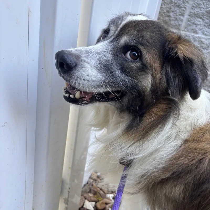 A young large-sized male Brown / Chocolate Rough Collie dog named Fenrir for adoption in Saint Charles, MO