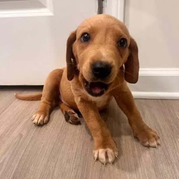 An adult medium-sized male Golden Yellow Labrador Retriever dog named Tanner for adoption in Austell, GA