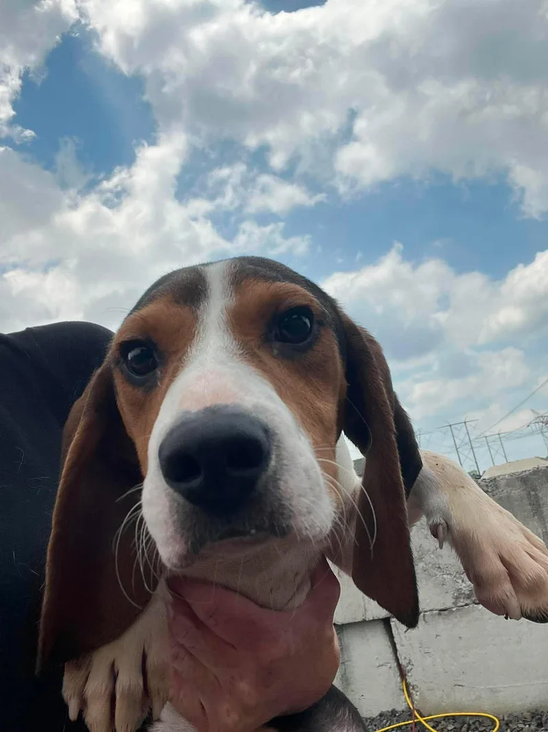 A young medium-sized male Beagle dog named Bogart for adoption in Havertown, PA