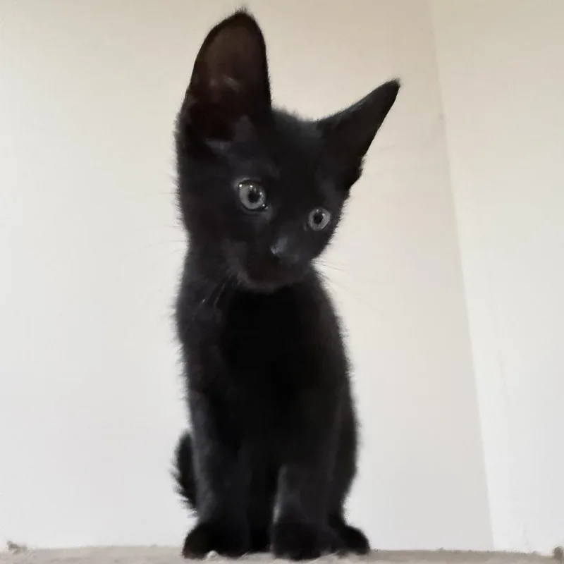 A baby small-sized male Domestic Short Hair cat named Malomar for adoption in Woodstock, GA