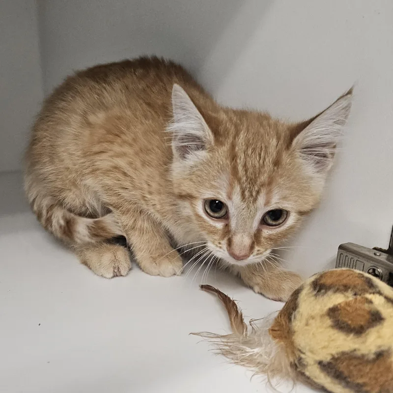 A baby medium-sized female Domestic Short Hair cat named Alice for adoption in Fall River, MA