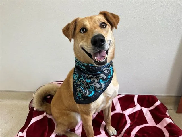 An adult large-sized male German Shepherd Dog dog named Thor for adoption in McKinleyville, CA