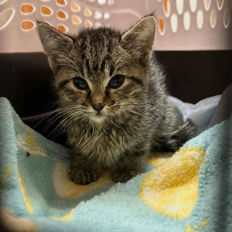 A baby small-sized female Brown / Chocolate Domestic Short Hair cat named Meredith for adoption in Odessa, TX