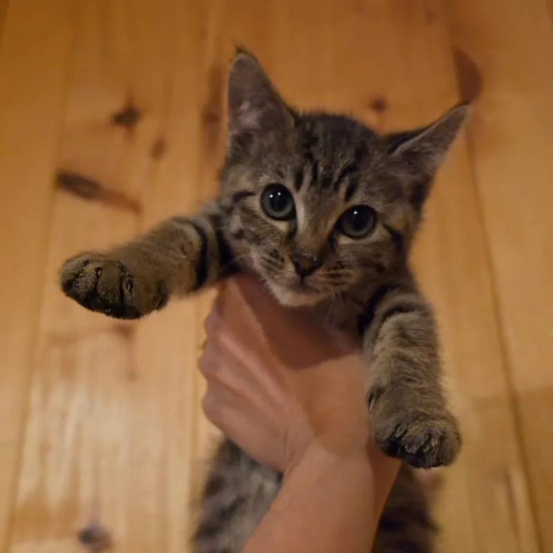 Meredith thumbnail 2