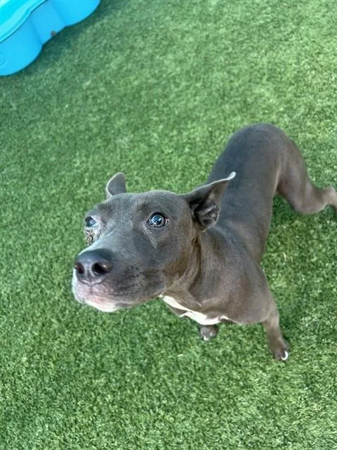 A young large-sized female Mixed Breed dog named Lucy for adoption in Dallas, TX