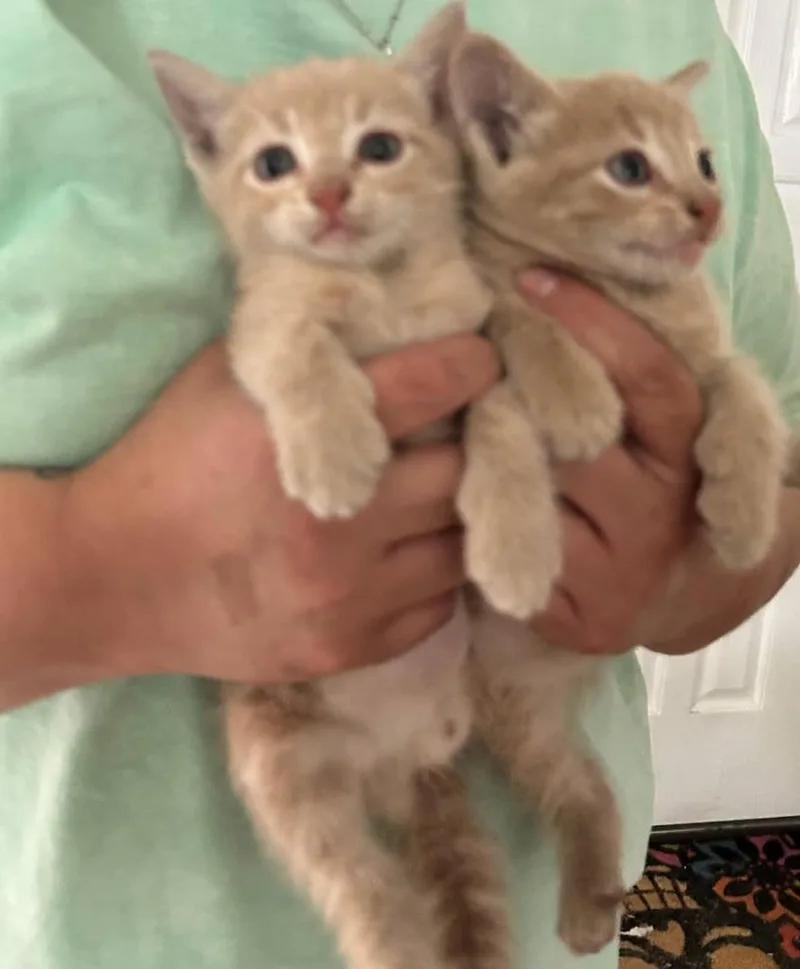 A baby medium-sized male Domestic Short Hair cat named Wemby for adoption in San Antonio, TX