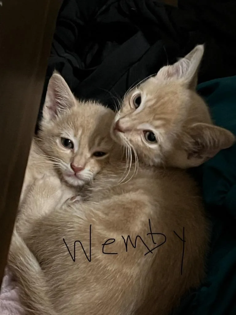 Wemby thumbnail 4
