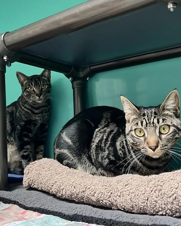 A young small-sized male Domestic Short Hair cat named Bruce for adoption in Novato, CA
