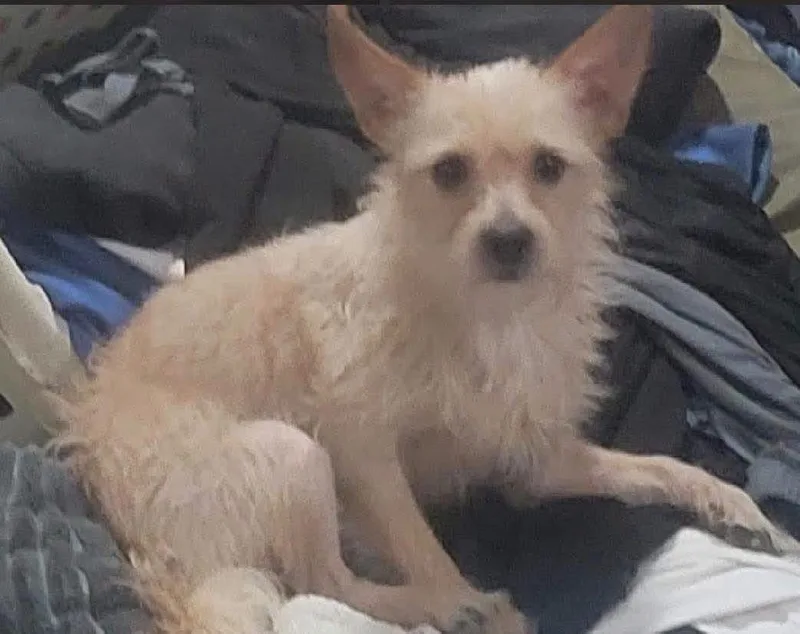 An adult small-sized male Mixed Breed dog named Jax for adoption in Fountaintown, IN