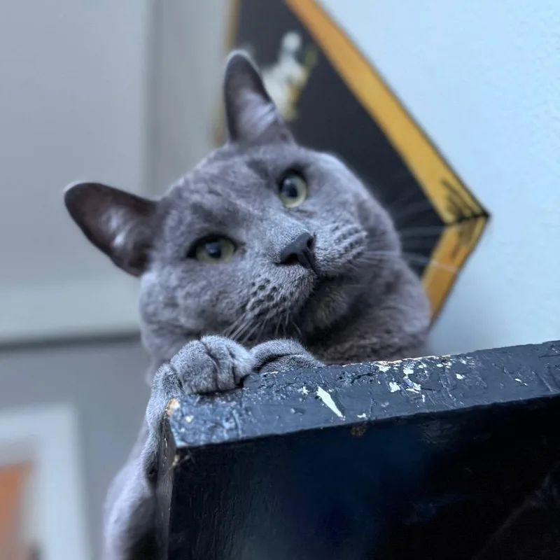 An adult large-sized male Gray / Blue / Silver Domestic Short Hair cat named Crocket for adoption in Los Angeles, CA
