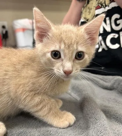 A baby small-sized male Domestic Short Hair cat named Bacon for adoption in Fishers, IN